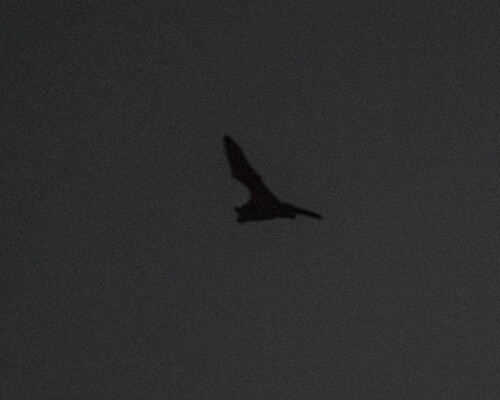 iNaturalist observation photo of Vespertilionoid Bats