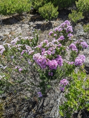 Verticordia plumosa