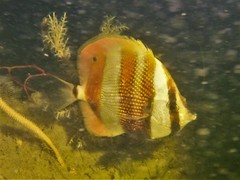 Coradion chrysozonus