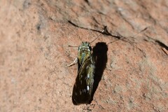 Hesperia woodgatei