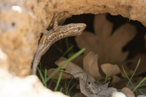 iNaturalist observation photo of Western Fence Lizard