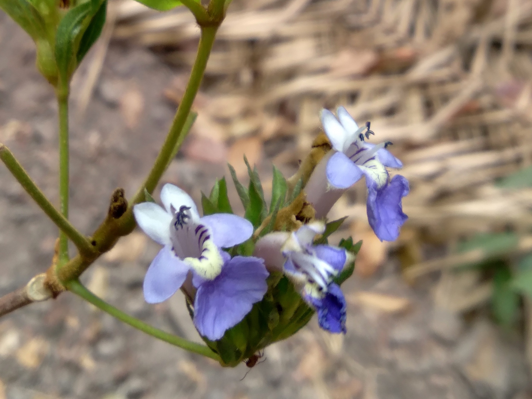 Vitex triflora