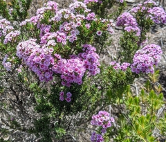 Verticordia plumosa