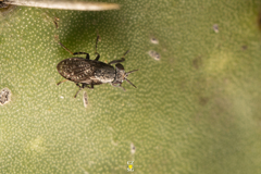 Stictomyia longicornis