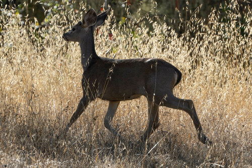 iNaturalist observation photo of Mule Deer