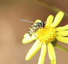 Simosyrphus grandicornis