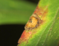 Asteromyia carbonifera