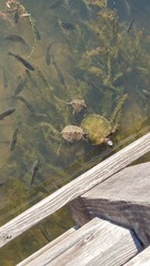 Graptemys pseudogeographica