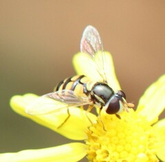 Simosyrphus grandicornis