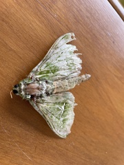 Aenetus virescens