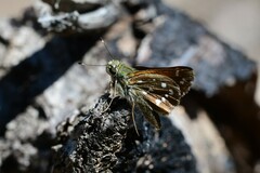 Hesperia woodgatei