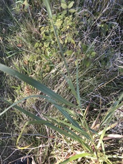 Panicum virgatum