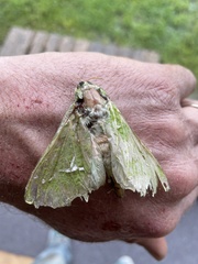 Aenetus virescens