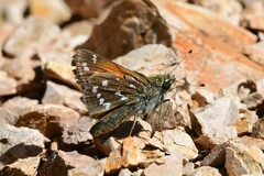 Hesperia woodgatei