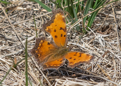 Polygonia progne