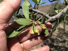 Diospyros lycioides