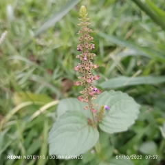 Coleus monostachyus