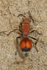 Dasymutilla ursus