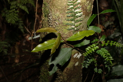 Melodinus australis