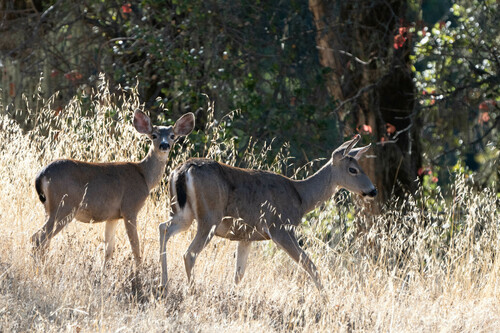 iNaturalist observation photo of Mule Deer