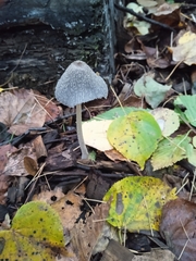 Coprinopsis lagopus