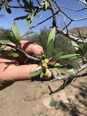 Diospyros lycioides