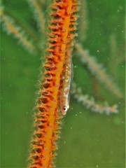 Bryaninops