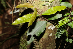 Melodinus australis