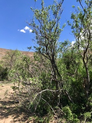 Diospyros lycioides