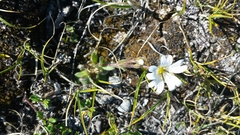 Cerastium alpinum