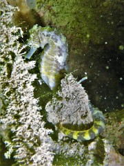 Hippocampus comes