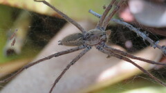 Aglaoctenus lagotis