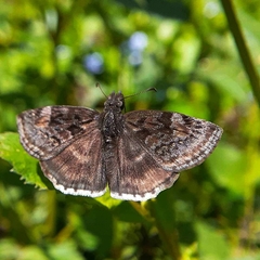 Pyrginae