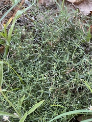 Polypremum procumbens