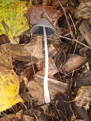 Coprinopsis lagopus