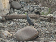 Geranospiza caerulescens