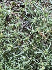 Polypremum procumbens