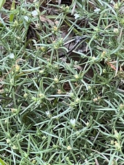 Polypremum procumbens