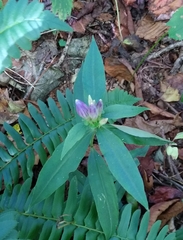 Gentiana clausa