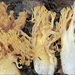 Golden Coral Fungus - Photo (c) Amadej Trnkoczy, some rights reserved (CC BY-NC-SA)