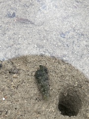 Cerithideopsis californica