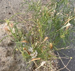 Asclepias fascicularis