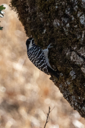 iNaturalist observation photo of Nuttall's Woodpecker