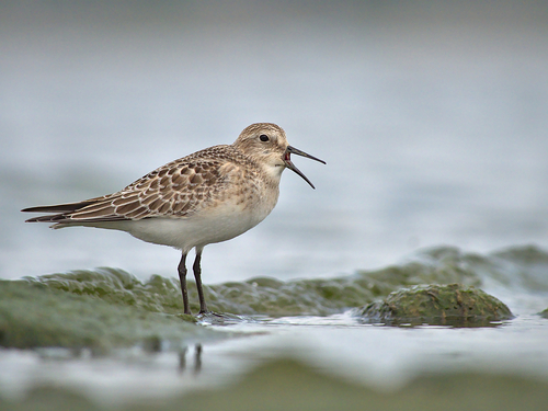 Baird's Sandpiper, Old Toronto, Toronto, ON, Canada, photo 6 of 10