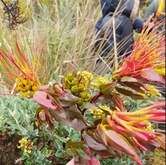 Tristerix longibracteatus