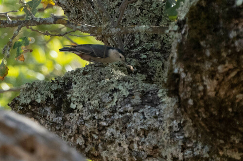 iNaturalist observation photo of White-breasted Nuthatch