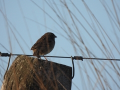 Ammodramus humeralis