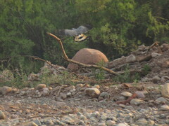 Geranospiza caerulescens