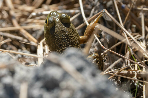 iNaturalist observation photo of American Bullfrog