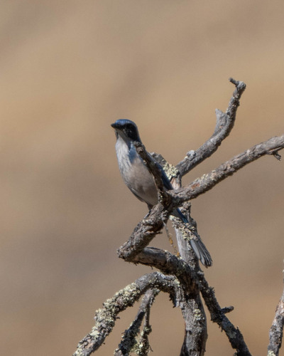 iNaturalist observation photo of California Scrub-Jay